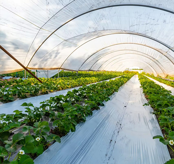 Agricultural Greenhouse Film